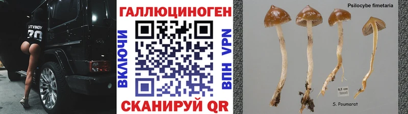 мега ТОР  Егорьевск  Псилоцибиновые грибы Psilocybine cubensis 